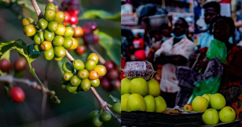 Exploring coffee production in Ghana - Perfect Daily Grind